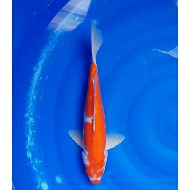 Kohaku Doitsu 36cm (M)
