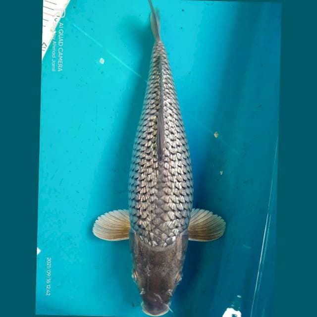 Soragoi Ginrin 40cm