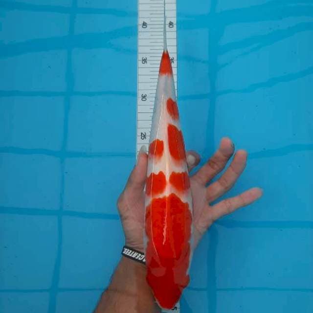 Kohaku 34 cm