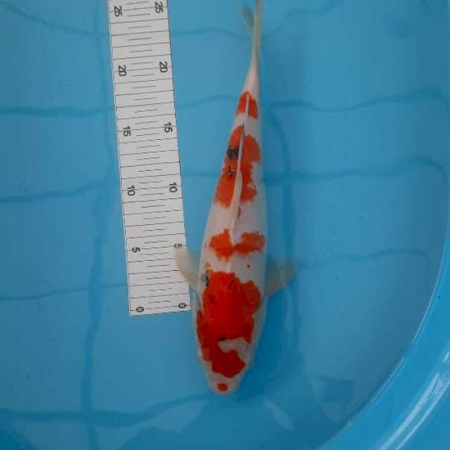 Sanke 33cm