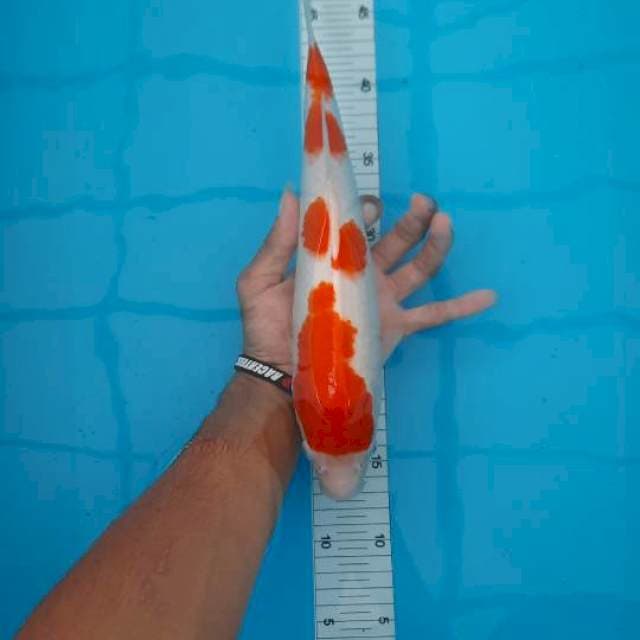Kohaku 34cm
