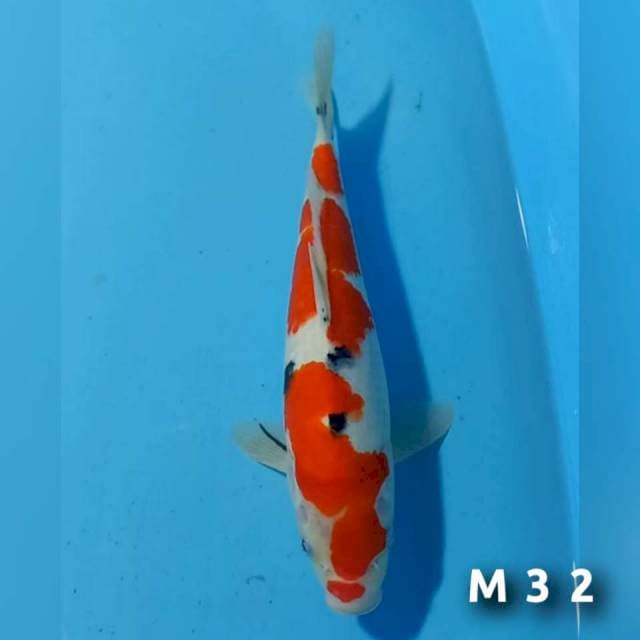 Sanke m32