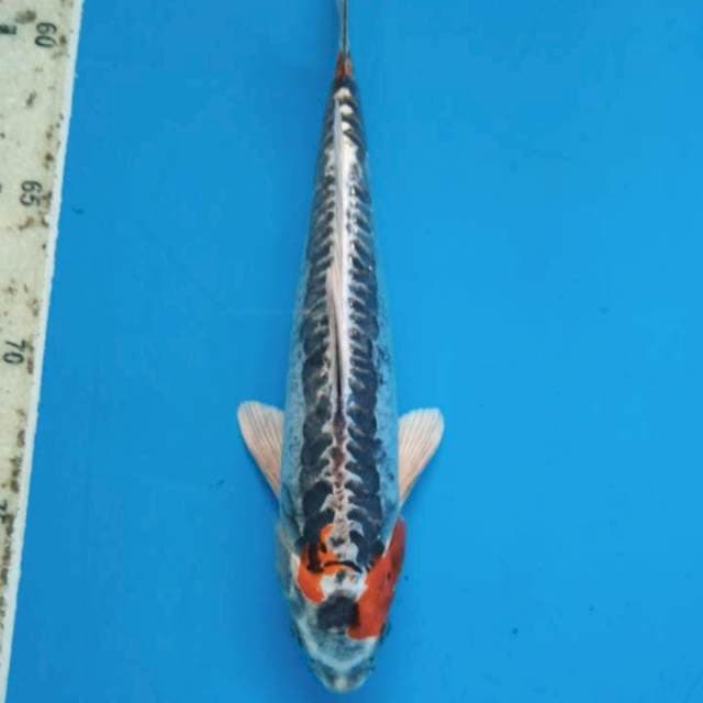 Kiko 20cm