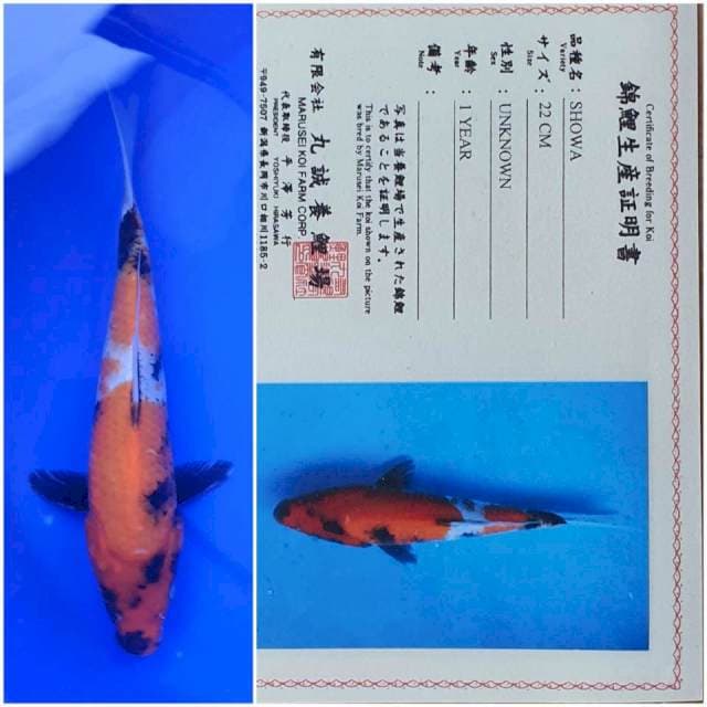 Showa import Marusei