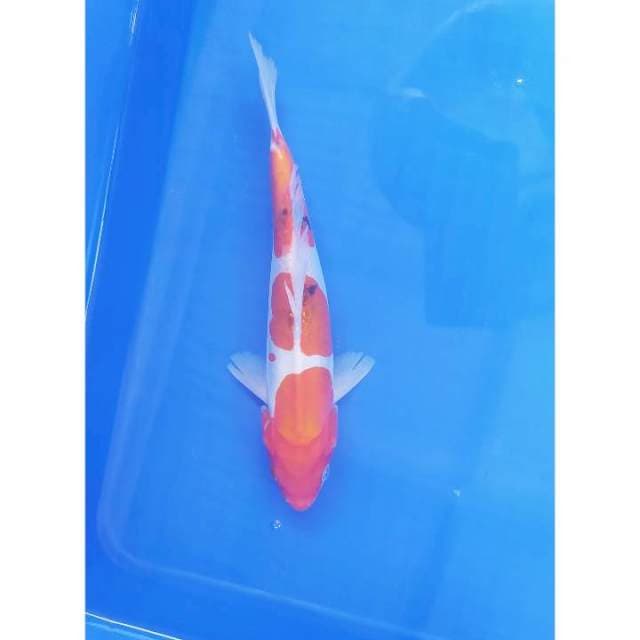 Sanke doit 25 cm