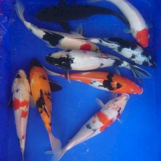 Paket mix 9 ekor