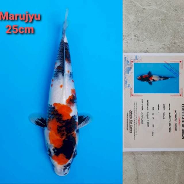 Marujyu Showa 25cm