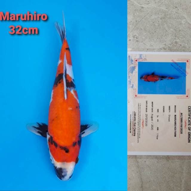 Maruhiro Showa 32cm