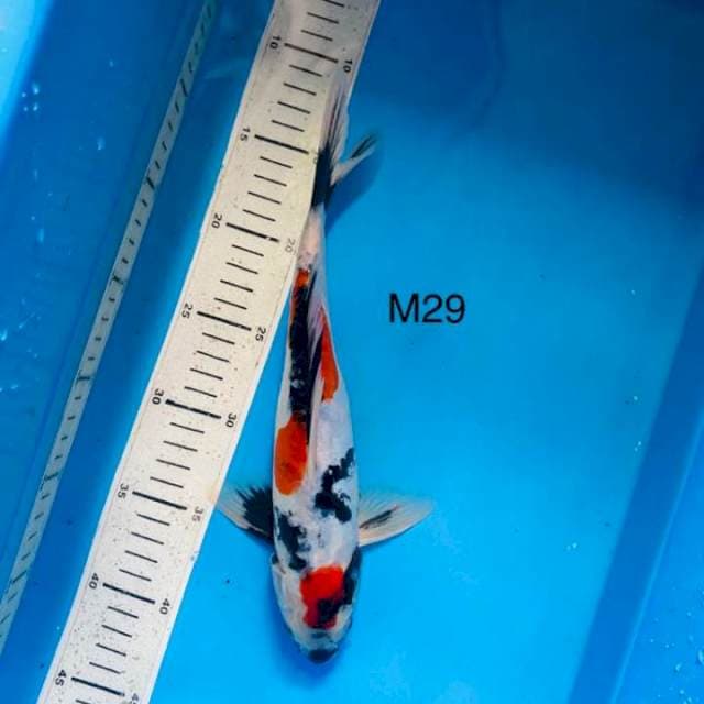 NYM ~ doitsu showa ,29cm male