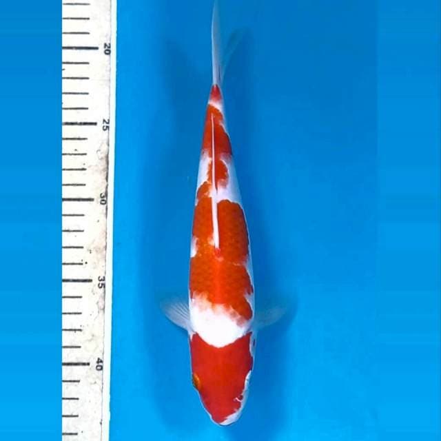 Kohaku, 24 cm