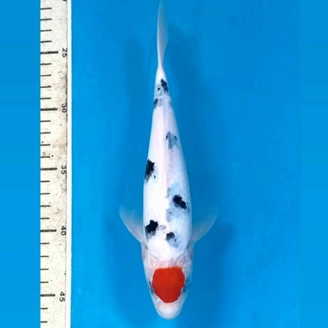 Tancho sanke "male", 23 cm