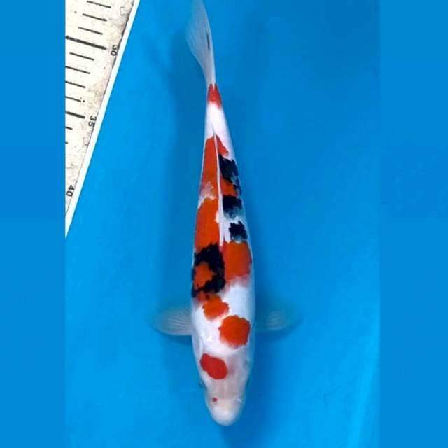 Sanke, 25 cm