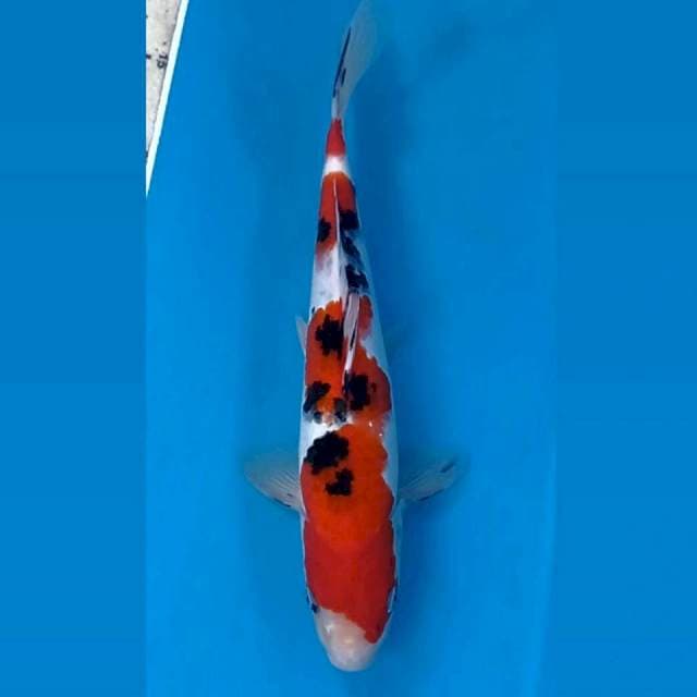 Sanke "male", 29 cm