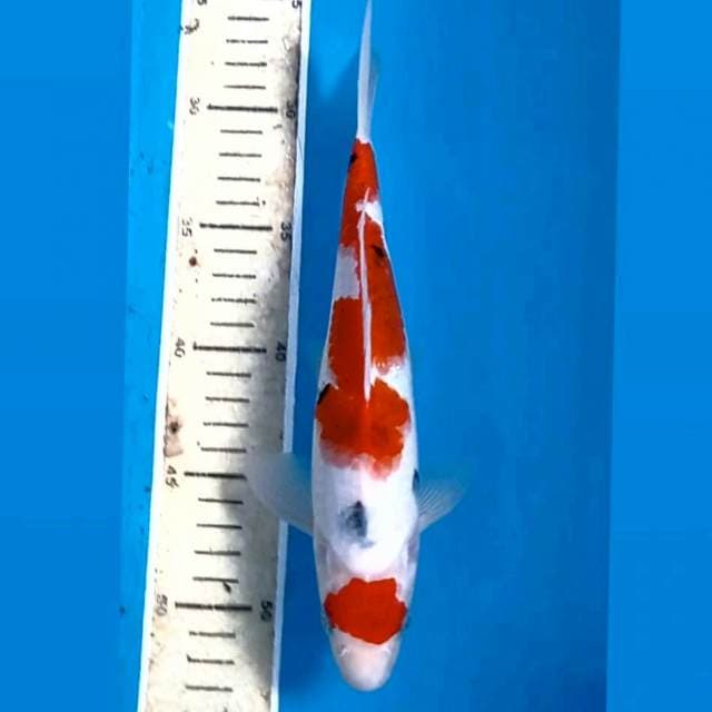 Koromo sanke "male", 25 cm