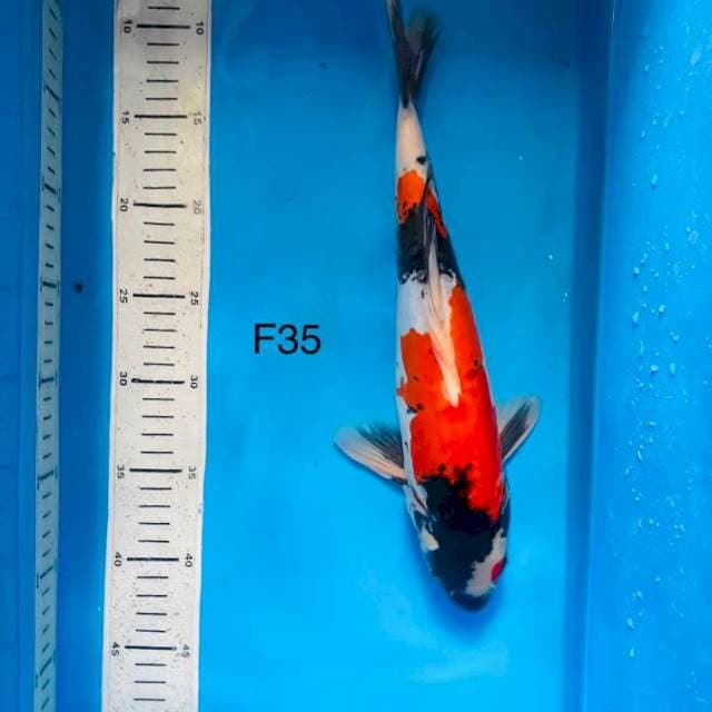 NYM ~ doitsu showa ,35cm female