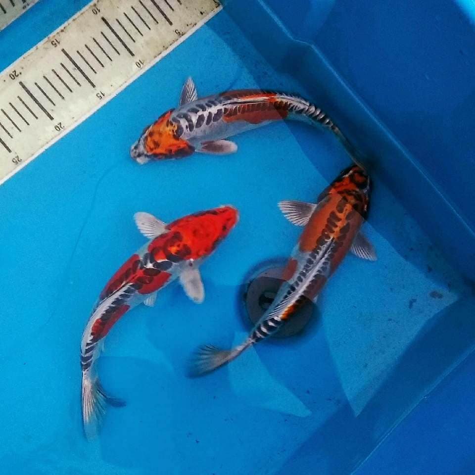 Benikikokuryu cantik2