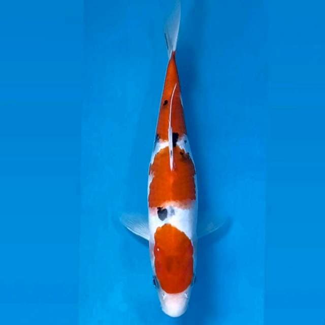 Sanke, 24 cm