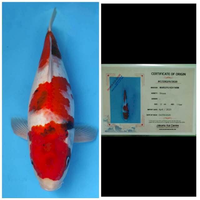 Marujyu Showa Bulky..!!