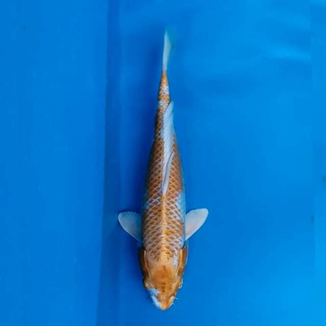 Hariwake 36
