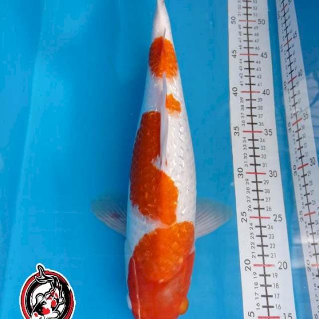 KOHAKU GINRIN -40CM - BETINA - KAISAR KOI BLITAR