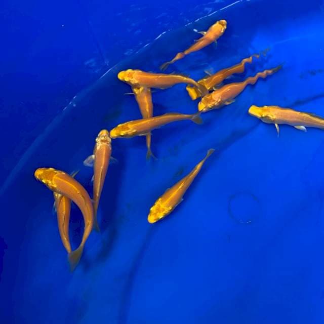 1 YAMABUKI OGON IMPORT MARUDO