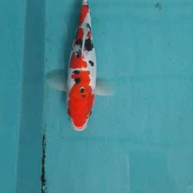 Sanke doitsu 20cm