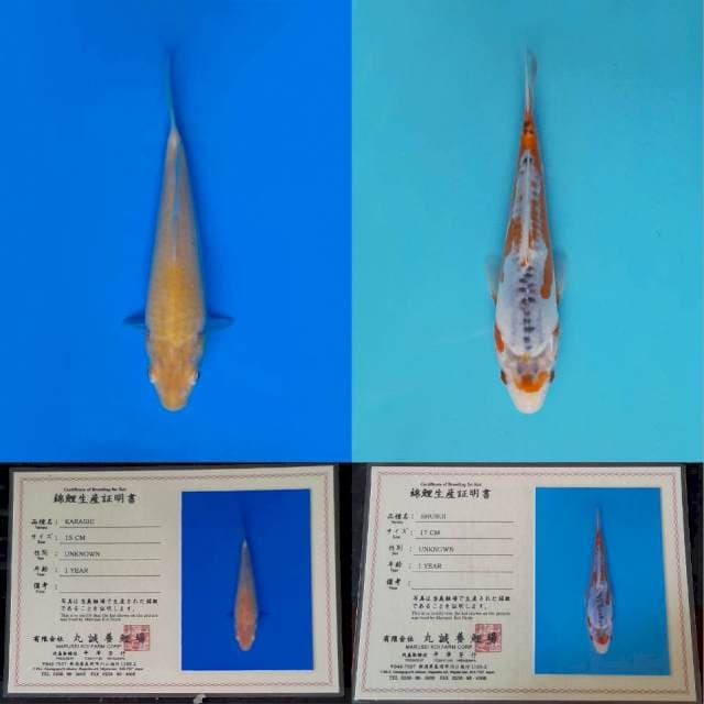MARUSEI SHUSUI KARASHI 20CM 20CBU 2 EKOR