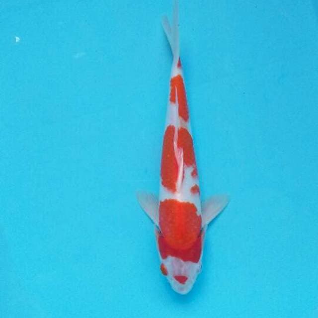 Kohaku strong ori