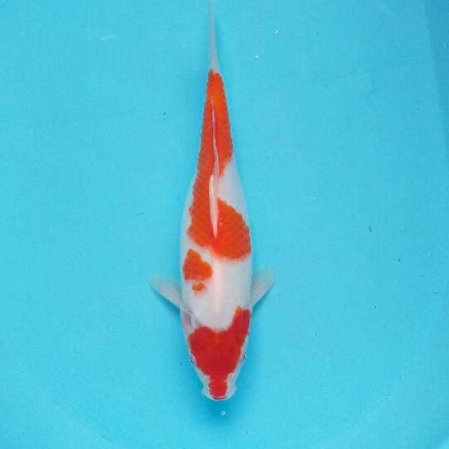 Kohaku ori