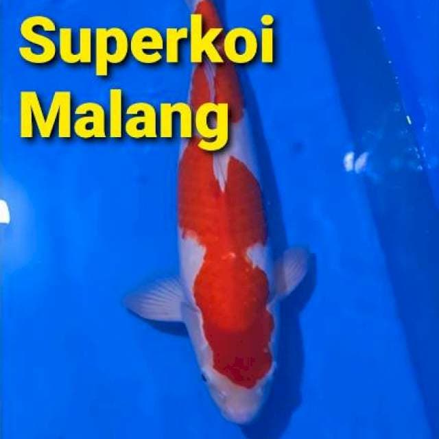 Kohaku Koi Ikan Super Red 45cm 45 cm