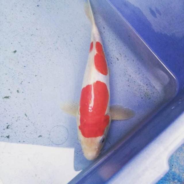 Nidan Kohaku doitsu red super