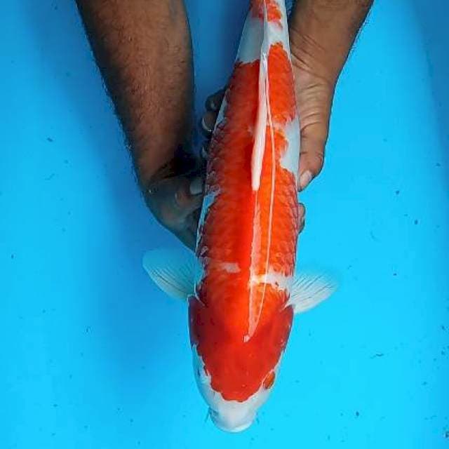 Kohaku 46cm