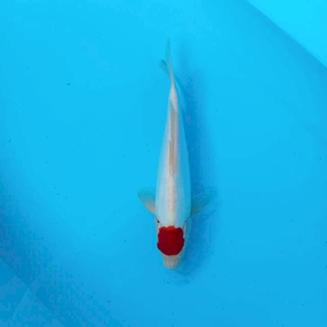 Tancho kohaku doit 29cm