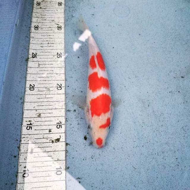 Yondan kohaku original