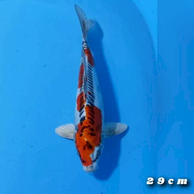 Kikok 27cm