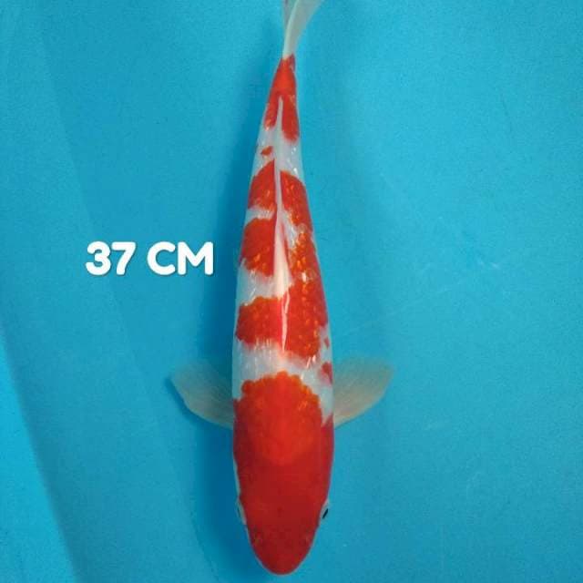 Kohaku ginrin 37 cm strongg HQ 👍