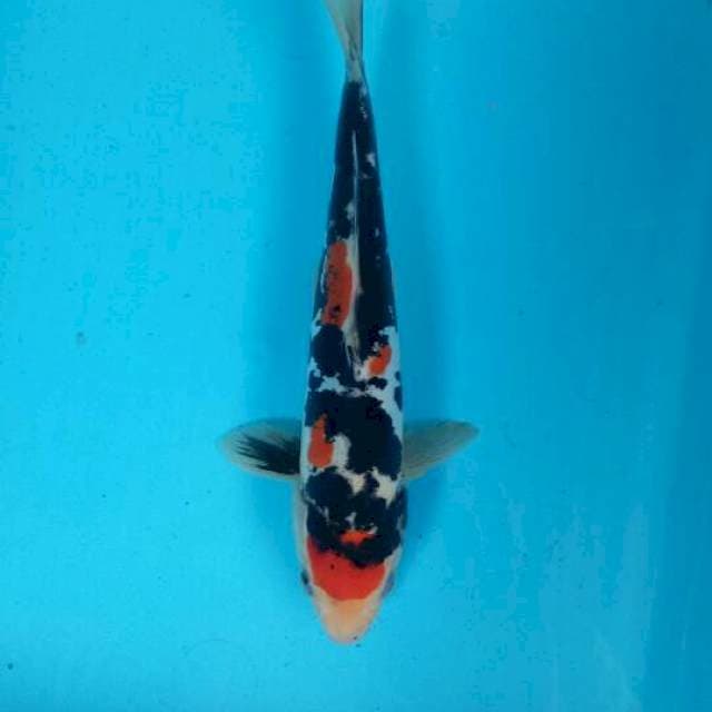 Showa doitsu 24 cm