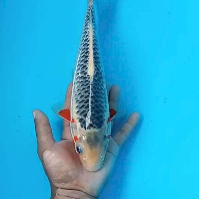 Asagi 28cm