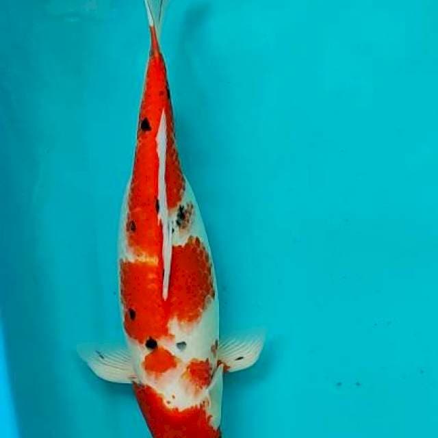 Sanke gendong telur 43cm