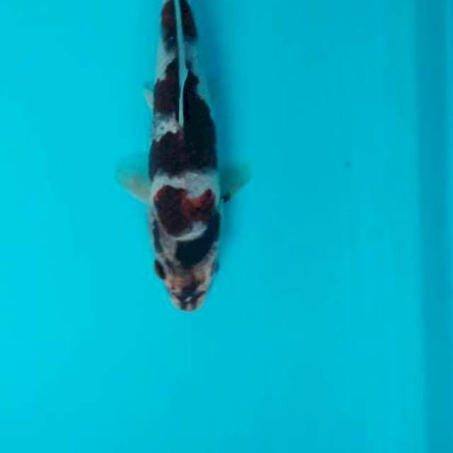 Goromo