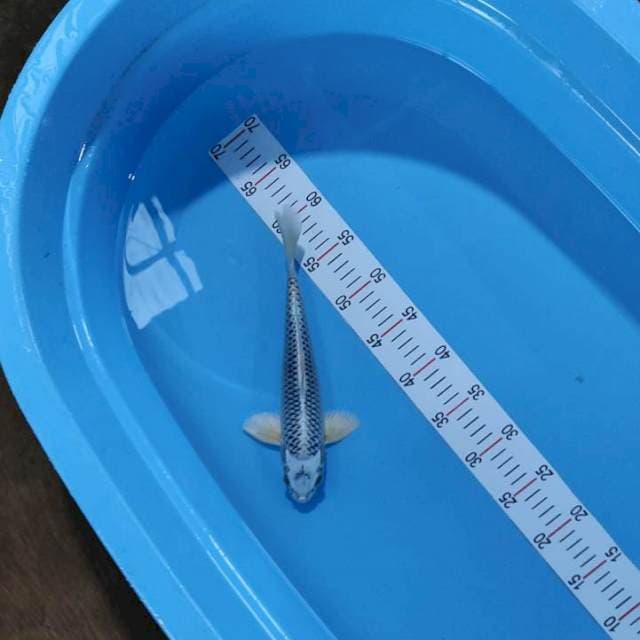 Gin matsuba 29 cm