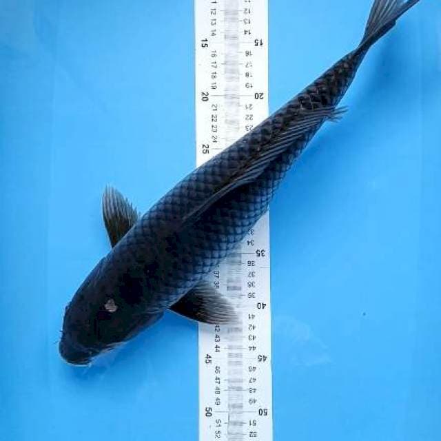 soragoi 46cm