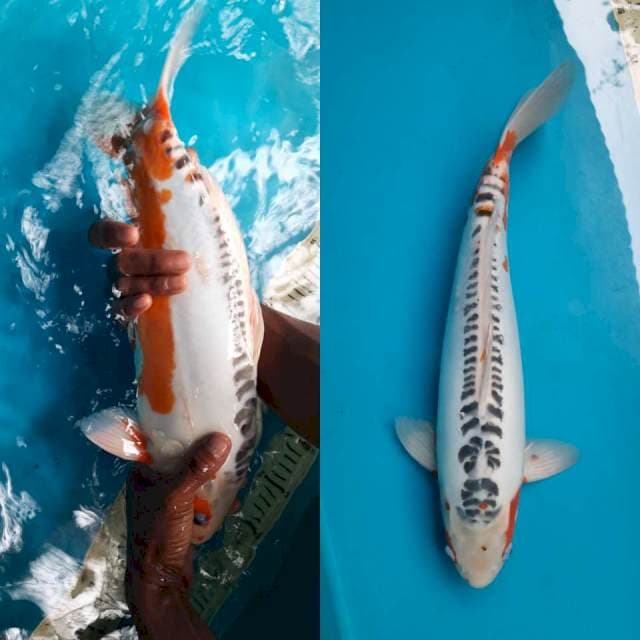 Male Shusui 45cm