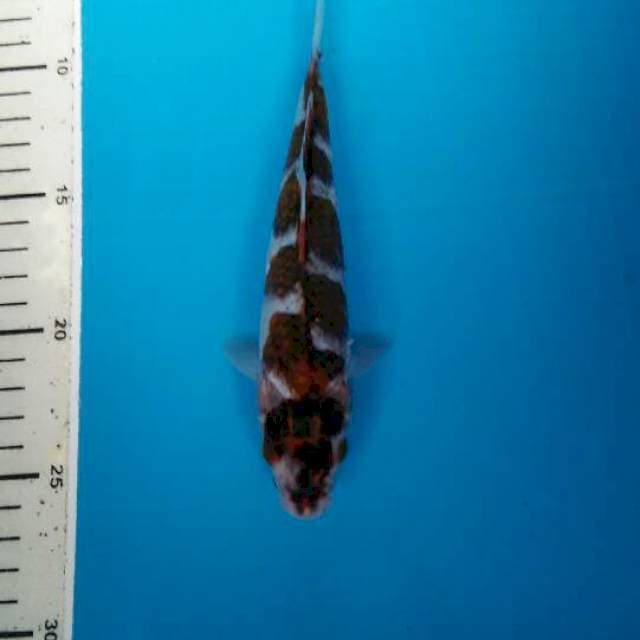 goromo
