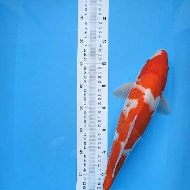 f1 kohaku 40cm jantan