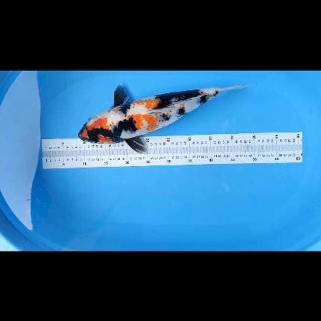showa 40cm