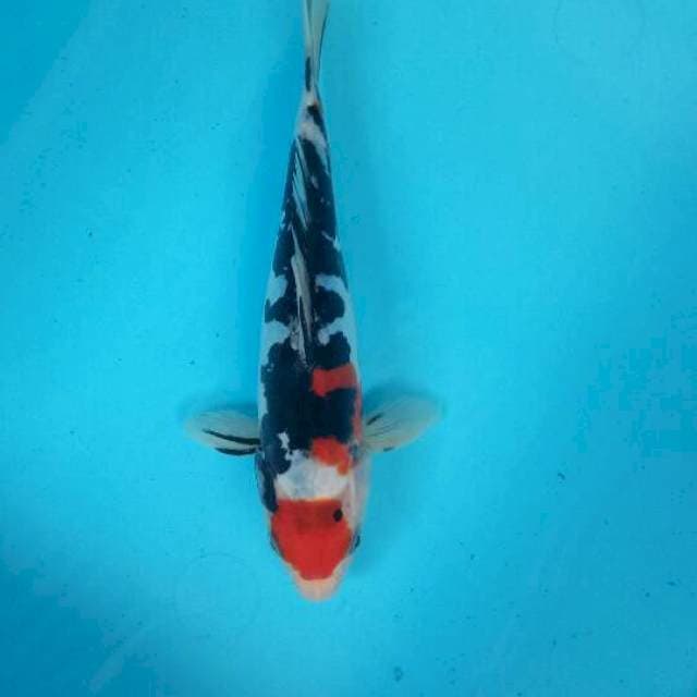 Sanke 22 cm