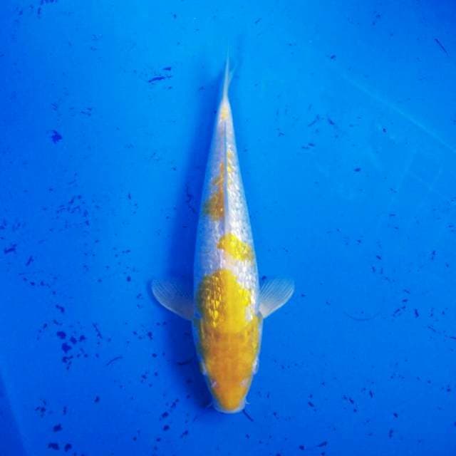 Kohaku kuning ginrin 23cm