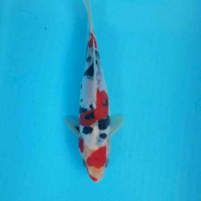 Sanke 20 cm