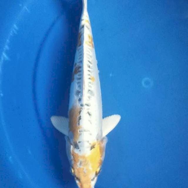 KIKOKURYU 30 CM